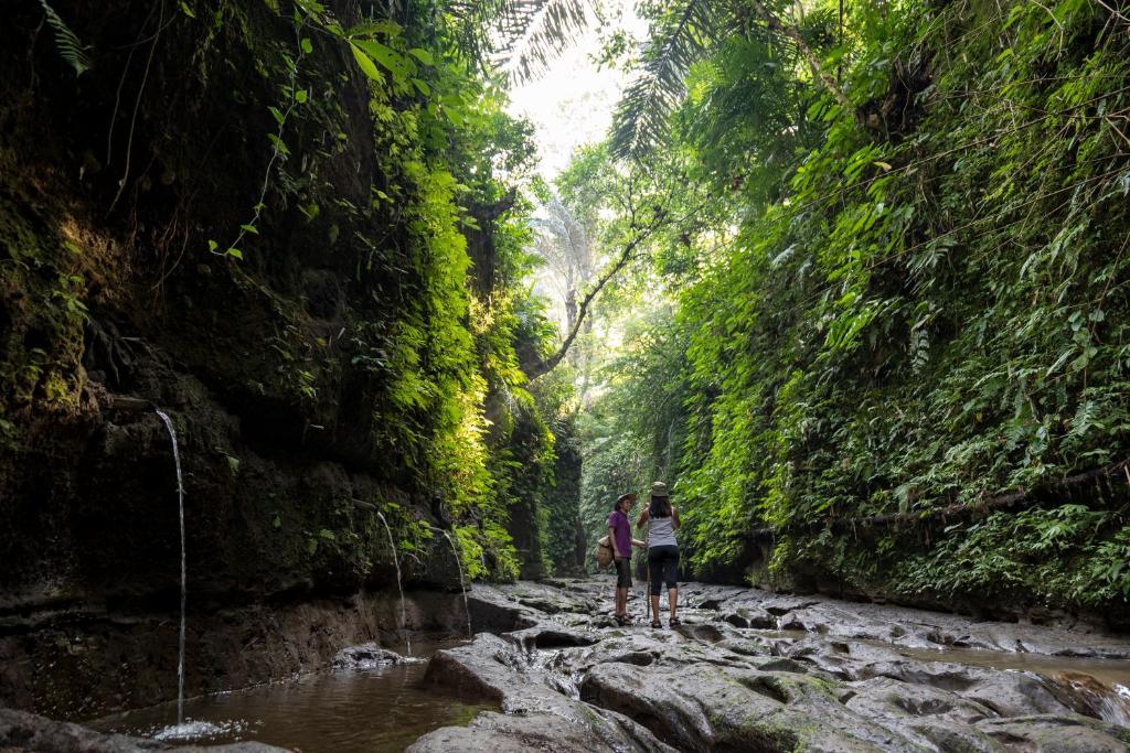 Jungle Escapes